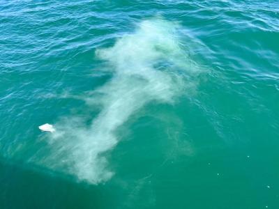 代行プラン・合同チャータープラン 瀬戸内海 岡山県 宇野沖 (‘25/10/10)